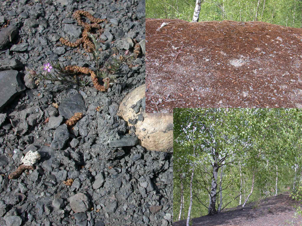 Arriva con il caldo...   QUIZ